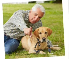 UltraK9Pro Review Golden Retriever